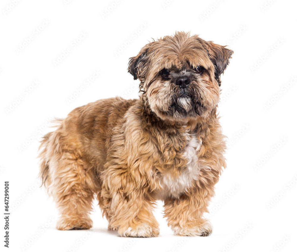 Brown Shih tzu looking at the camera, isolated on white Brown Shih tzu looking at the camera, isolated on white