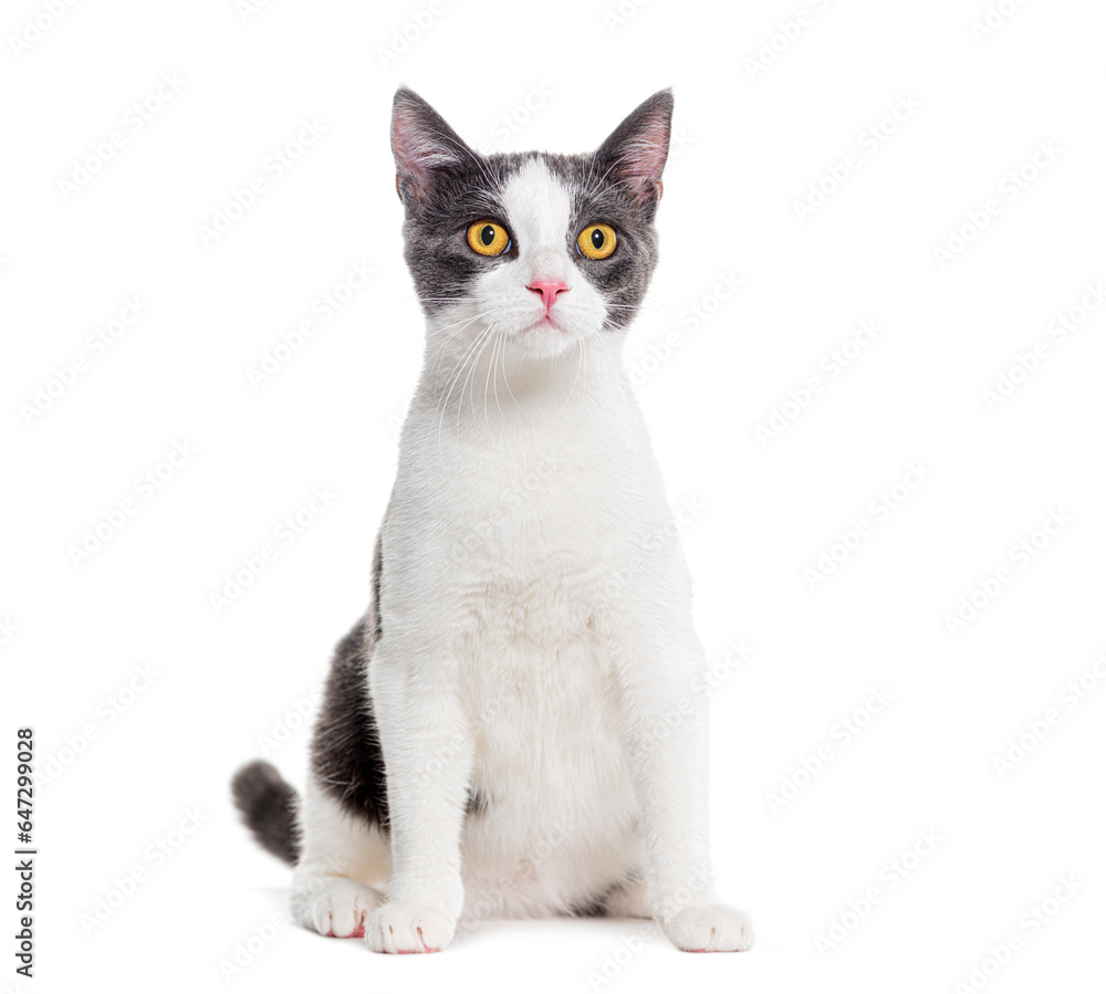 Crossbreed cat yellow eyed, isolated on white