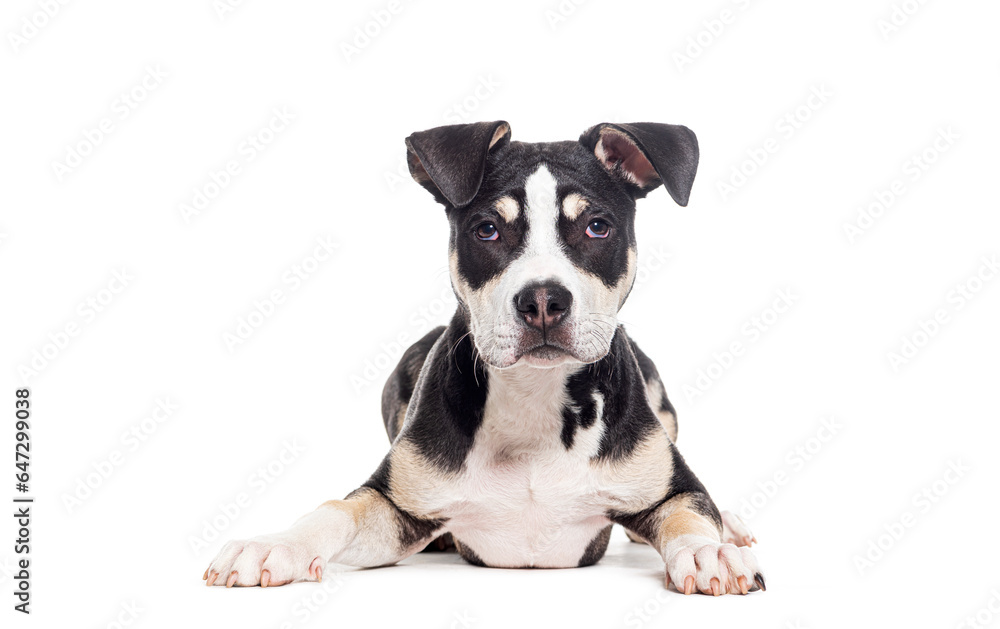Crossbreed dog lying down looking at the camera, isolated on white