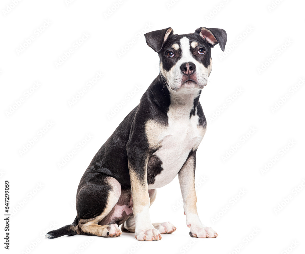 Sitting Mongrel dog looking up, isolated on white