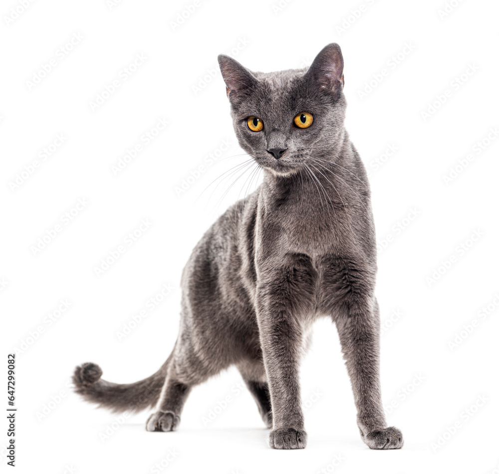 Grey crossbreed cat yellow eyed, isolated on white