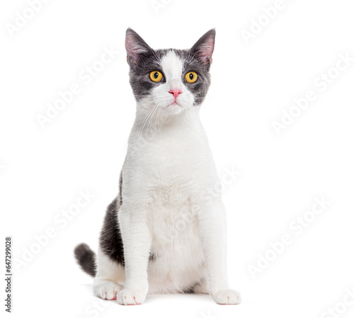 Crossbreed cat yellow eyed, isolated on white