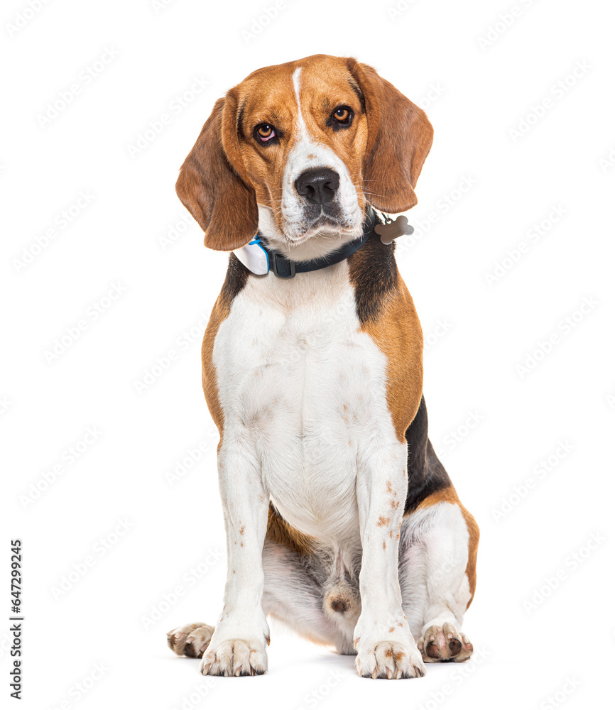 Sitting and looking at the camera a Beagle dog wearing a dog collar, Isolated on white Sitting and looking at the camera a Beagle dog wearing a dog collar, Isolated on white