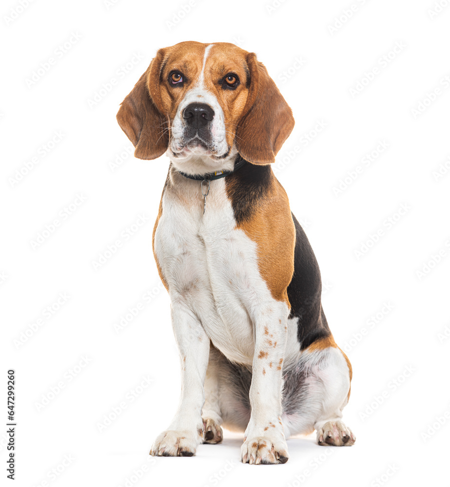 Sitting and looking at the camera a Beagle dog wearing a dog collar, Isolated on white