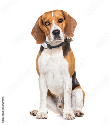 Sitting and looking at the camera a Beagle dog wearing a dog collar, Isolated on white