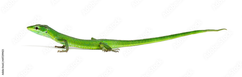 Side view of a Sakishima grass lizard with its long queue, Takydromus dorsalis, isolated on white