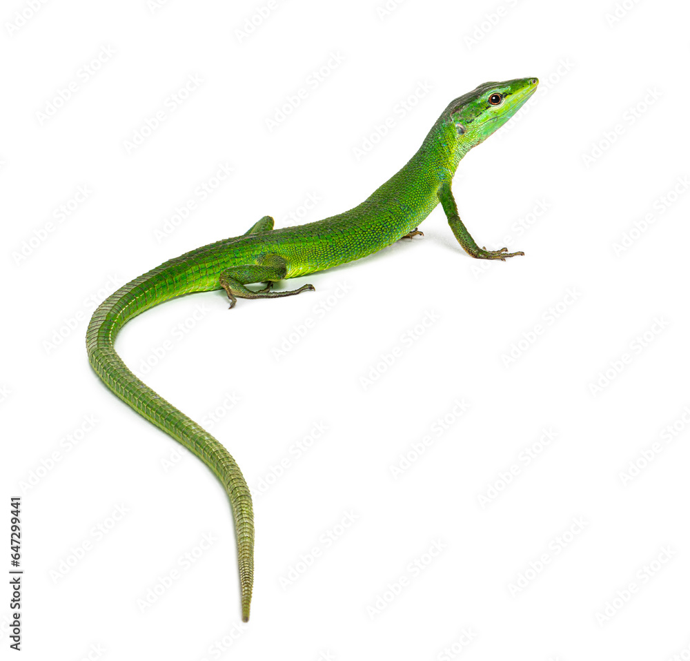 Rear view of a Sakishima lizard with its long tail in the foreground, Takydromus dorsalis, isolated on white Rear view of a Sakishima lizard with its long tail in the foreground, Takydromus dorsalis, isolated on white