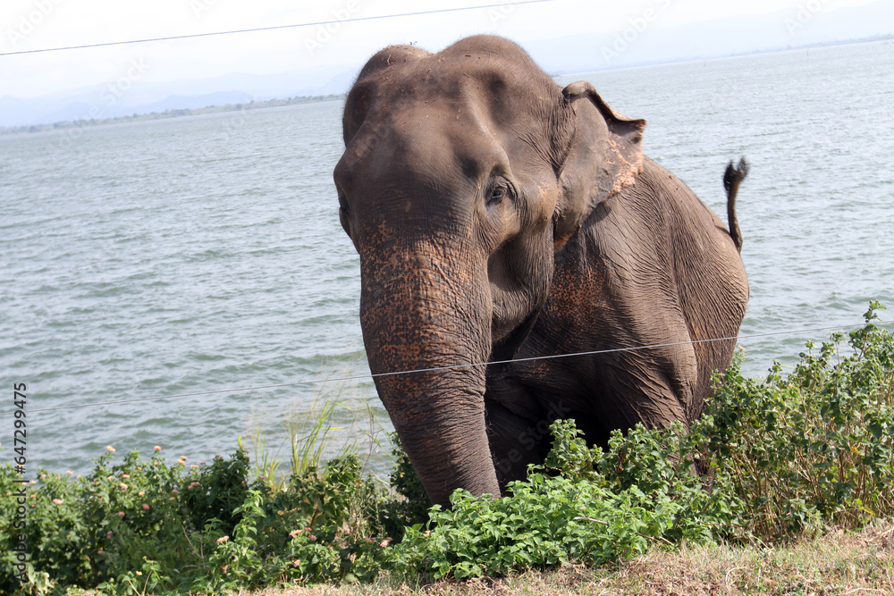 Obraz premium elephant in the water