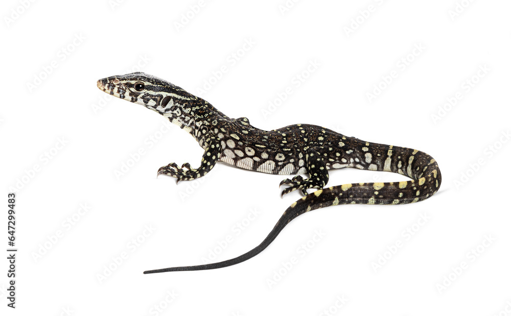 Naklejka premium Rear view of a Young 10 weeks old Nile monitor with its long tail in the foreground, Varanus niloticus, isolated on white