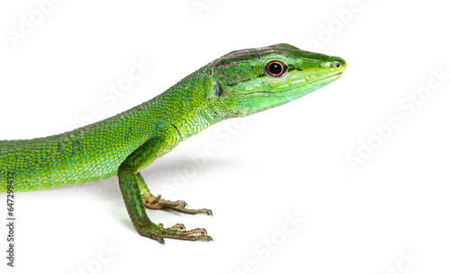 Side view of a Sakishima grass lizard with its long queue  Takydromus dorsalis  isolated on white