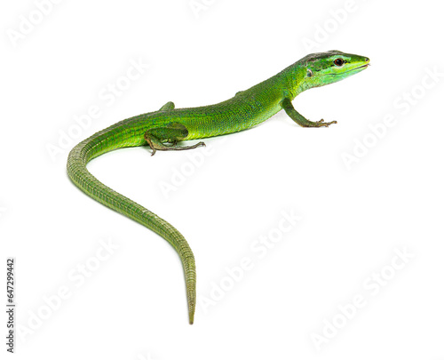 Rear view of a Sakishima lizard with its long tail in the foreground, Takydromus dorsalis, isolated on white