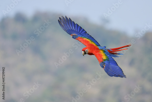 Scarlet Macaw  Ara macao  Beautiful multi-colored macaw parrot
