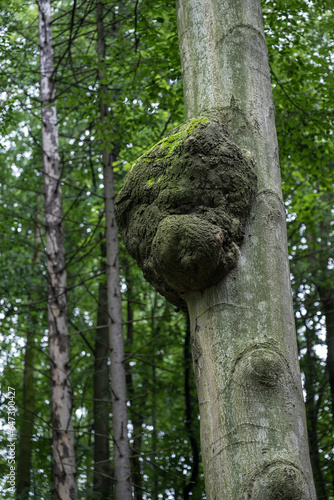 A tumor on a beech trunk in the forest.