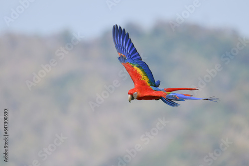 Scarlet Macaw (Ara macao) Beautiful multi-colored macaw parrot