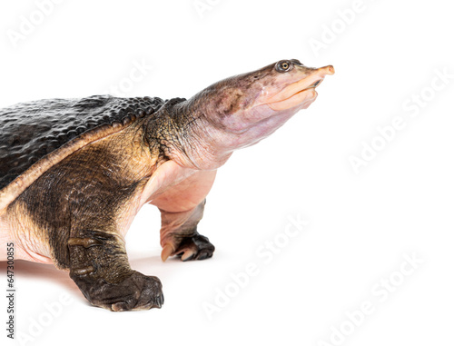 Side view of a Florida softshell turtle, Apalone ferox, isolated on white