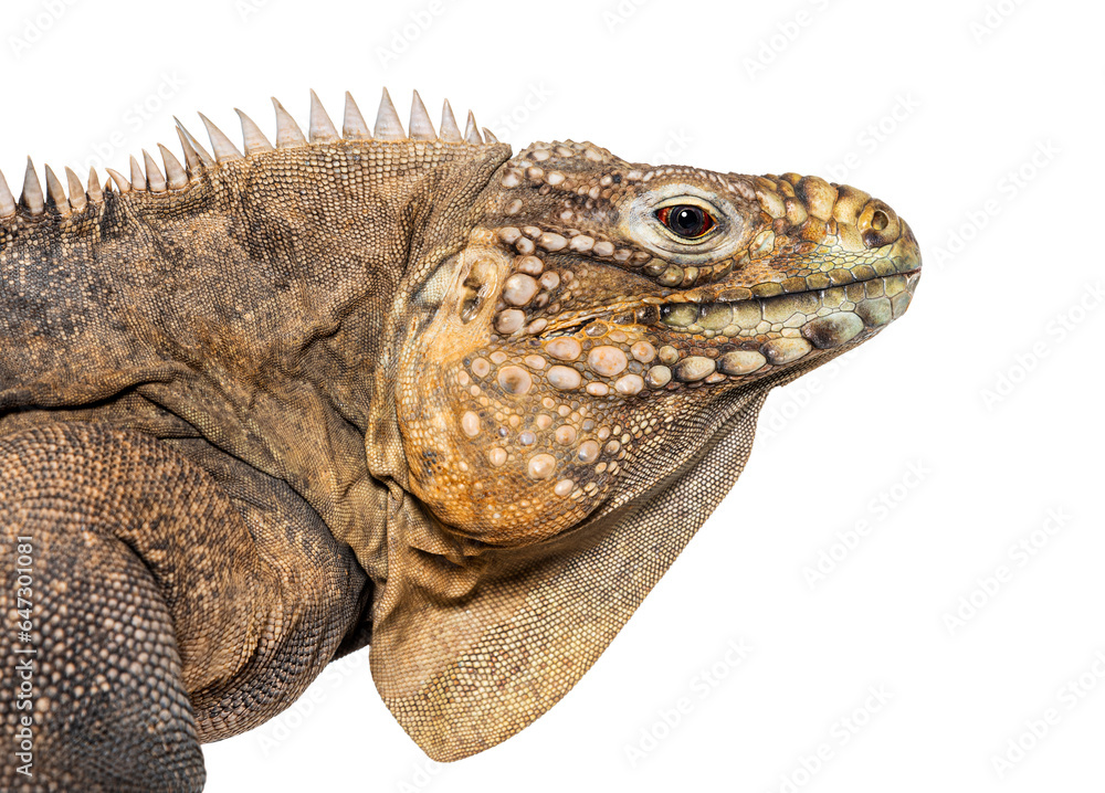 Head shot of a Cuban rock iguana, Cyclura nubila, isolated on white Head shot of a Cuban rock iguana, Cyclura nubila, isolated on white