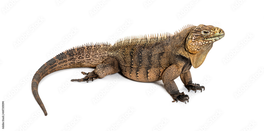 Naklejka premium Side view of a Cuban rock iguana, Cyclura nubila, isolated on white