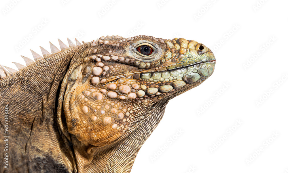 Head shot of a Cuban rock iguana, Cyclura nubila, isolated on white Head shot of a Cuban rock iguana, Cyclura nubila, isolated on white