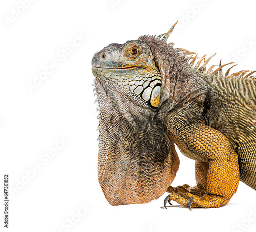 Head shot of a Green iguana, Iguana iguana, isolated on white