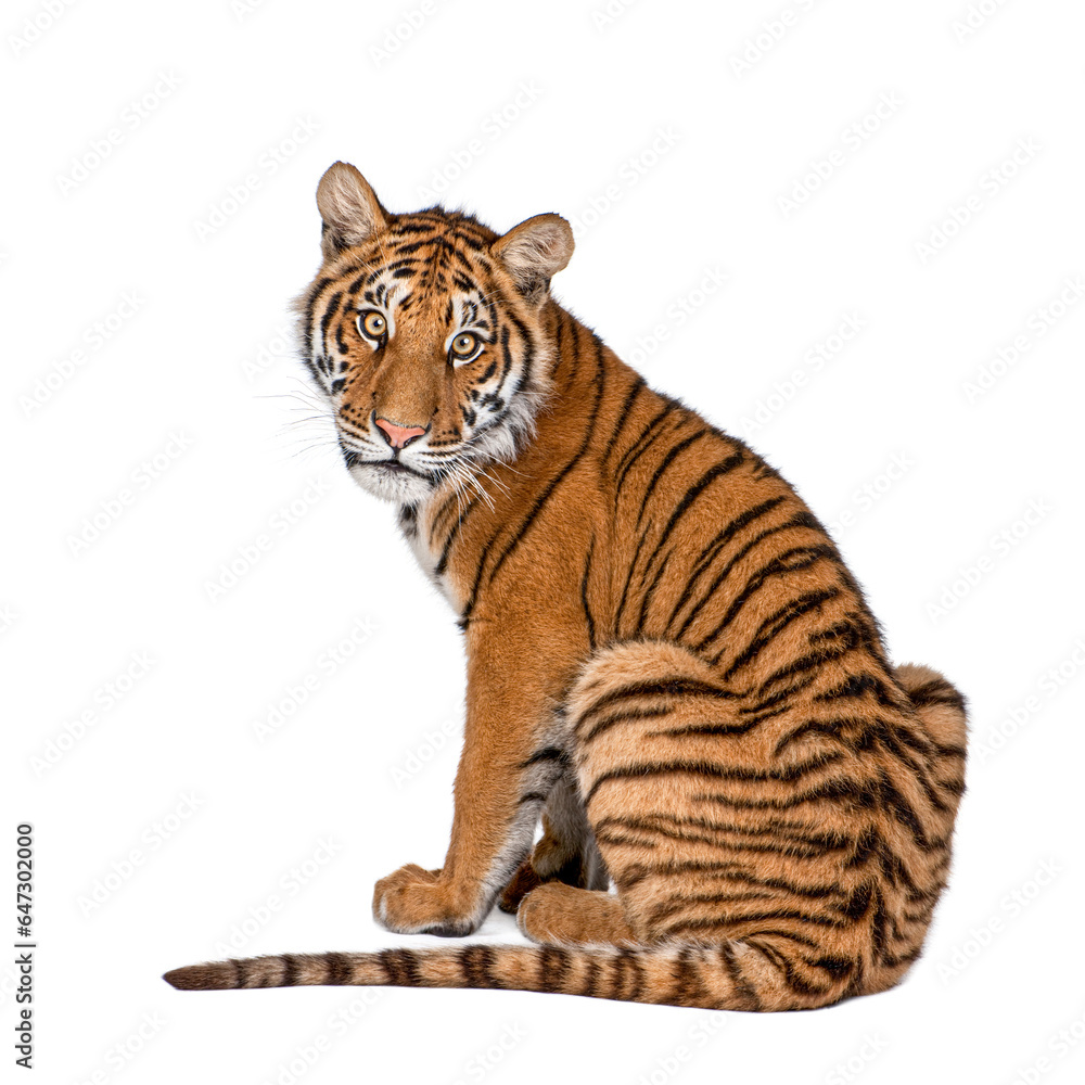 Obraz premium Portrait of Bengal Tiger, 1 year old, sitting, studio shot, Panthera tigris tigris