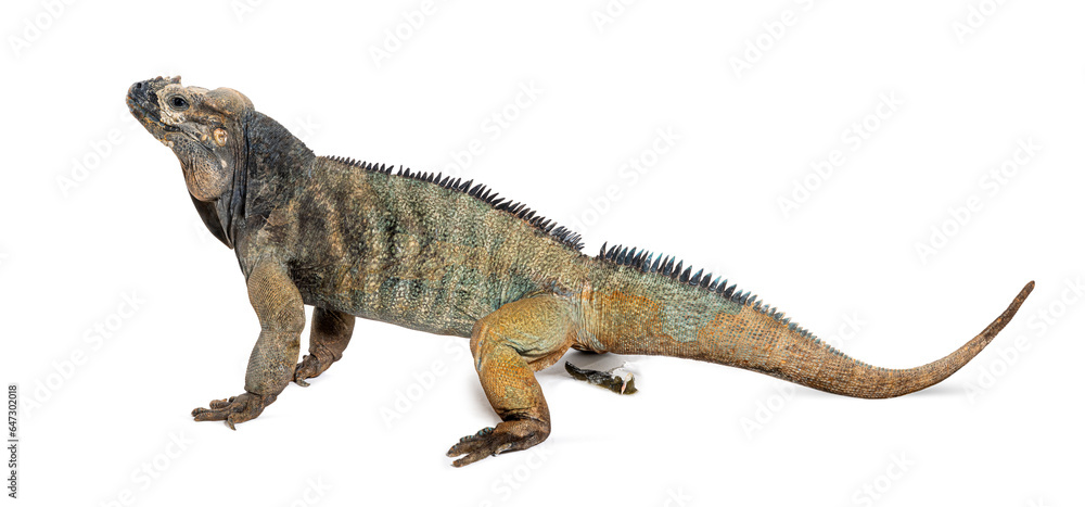 Naklejka premium Side view of a Rhinoceros iguana defecating, Cyclura cornuta, isolated on white