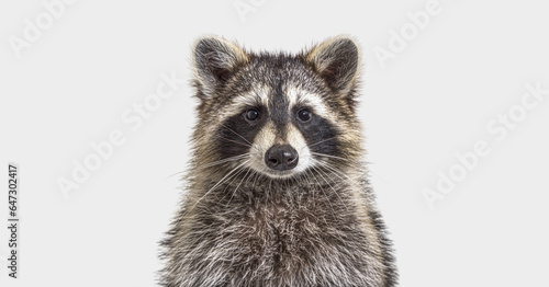 head shot of a young Raccoon facing at the camera, on grey background © Eric Isselée