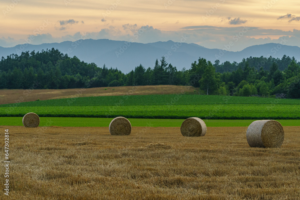 麦草ロールのある夕景風景　北海道富良野観光