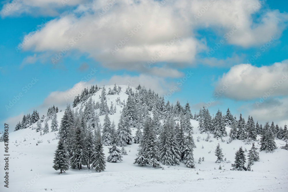 Beautiful winter view.Hill with snow-covered fir trees in the mountains and beautiful sky with fluffy clouds.