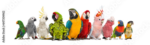 Large group of many different exotic pet birds, Parrots, parakeets, macaws in a row, isolated on white