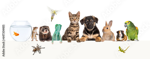 Group of pets leaning together on a empty web banner to place text. Cats, dogs, rabbit, ferret, rodent, reptile, bird
