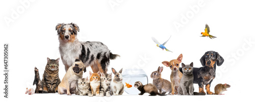 Group of pets posing Cats and dogs  dog, cat, ferret, rabbit, fish, rodent bird, rabbit, isolated on white © Eric Isselée