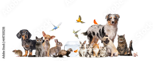 Group of pets posing Cats and dogs; dog, cat, ferret, rabbit, fish, rodent bird, rabbit, isolated on white