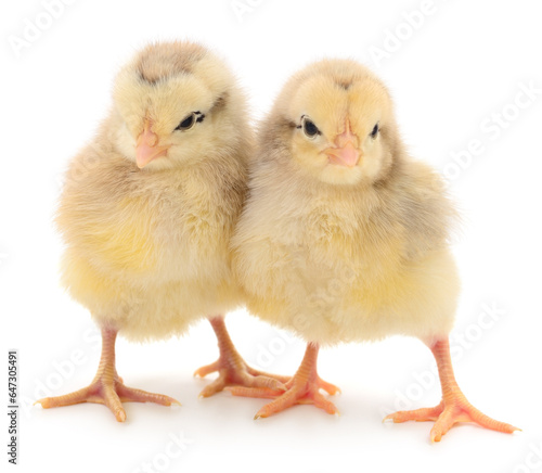 Wallpaper Mural Two yellow chickens. Torontodigital.ca