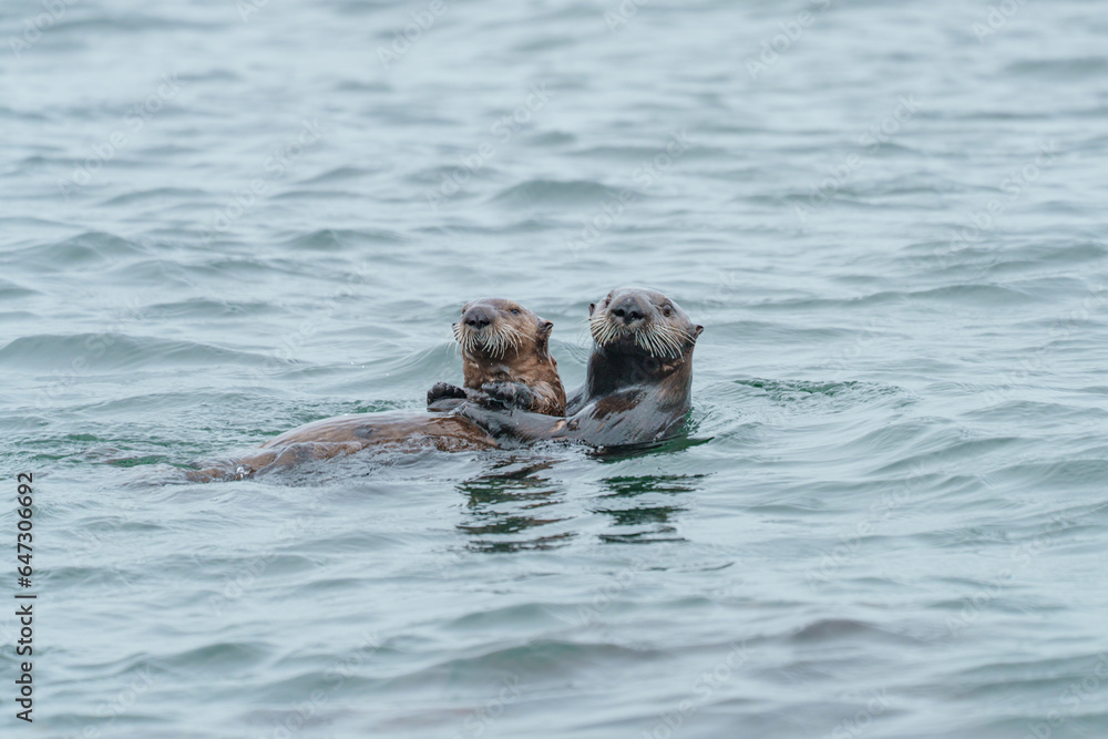 Fototapeta premium 野生のラッコ 北海道根室・落石ネイチャークルーズ