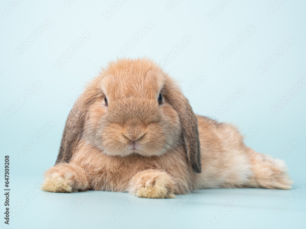 Front view of orange cute baby holland lop rabbit lie down on green pastel background. Lovely action of young rabbit. Front view of orange cute baby holland lop rabbit lie down on green pastel background. Lovely action of young rabbit.