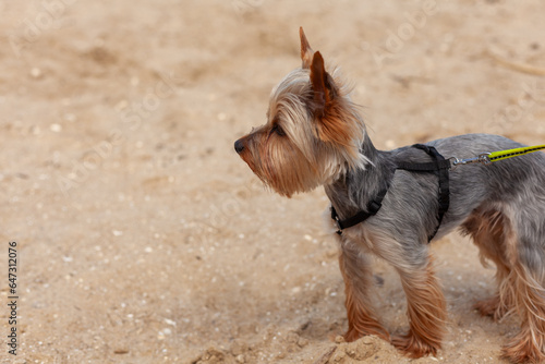 Yorkshire Terrier standing on the sand in the park, summer day © PeterPike