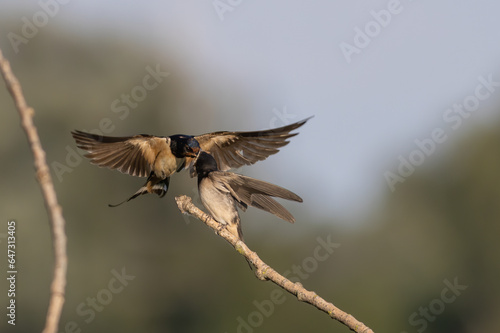 two swallow birds couple mating close up portrait in spring day