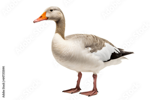 Geese in Focus isolated on a transparent background, Generative Ai