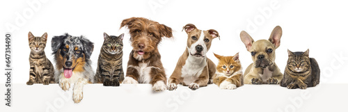 Group of pets together, cats and dogs, above an empty web banner to place text.