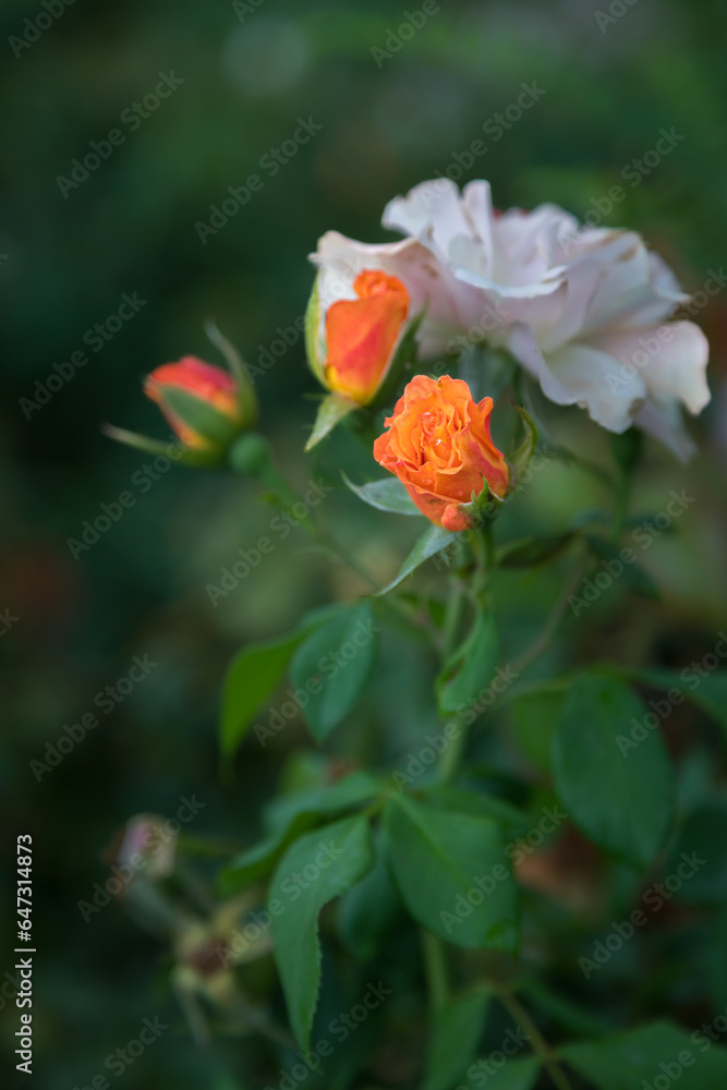 roses from the rose garden of Retiro Park in Madrid