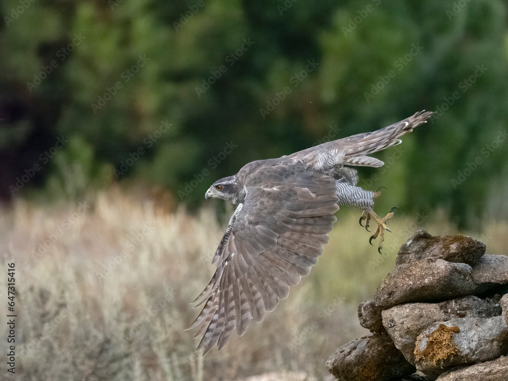 Obraz premium Eurasian or Northern goshawk, Accipiter gentilis