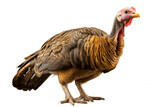 A Stunning Glimpse into the Wild turkey isolated on a transparent background, Generative Ai