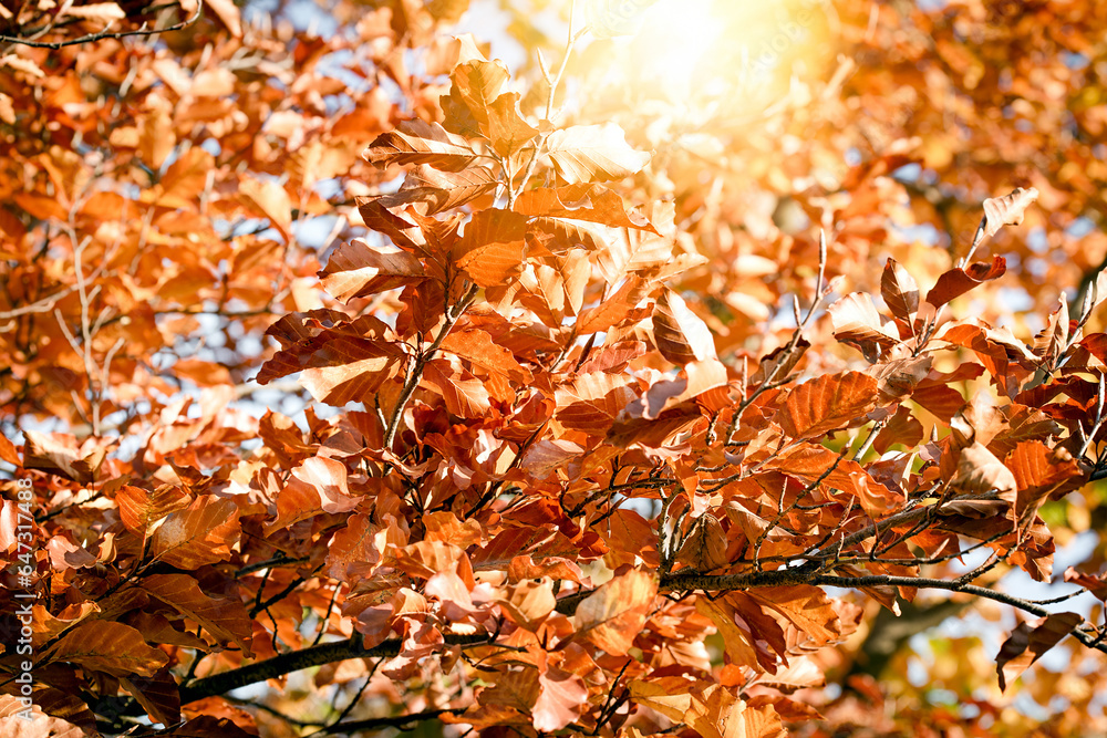 Autumn leaves on a tree in sunny day, beautiful nature in autumn, autumn leaves background Autumn leaves on a tree in sunny day, beautiful nature in autumn, autumn leaves background