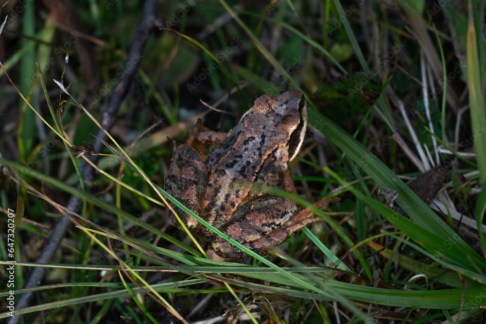 A frog between grass in the forest A frog between grass in the forest