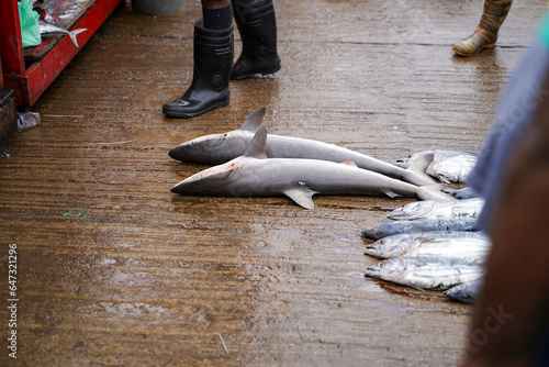 Dead silky shark(Carcharhinus falciformis) was sold in Negombo Fishery Harbour market, Sri lanka