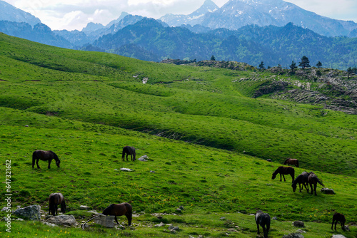 Wild horses in Larra-Belagua valley in pyrenees