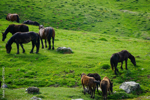 Wild horses in Larra-Belagua valley in pyrenees photo