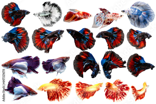 Various type of Siamese fightng fish or also known as Betta in white isolation background