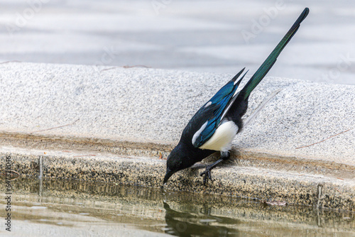 Eurasian Magpie drinking from a fountain at Retiro Park in Madrid