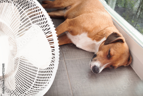 Canvas Print Dog lying in front of fan on kitchen floor during summer heat